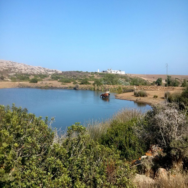 Asinara, l'isola del silenzio