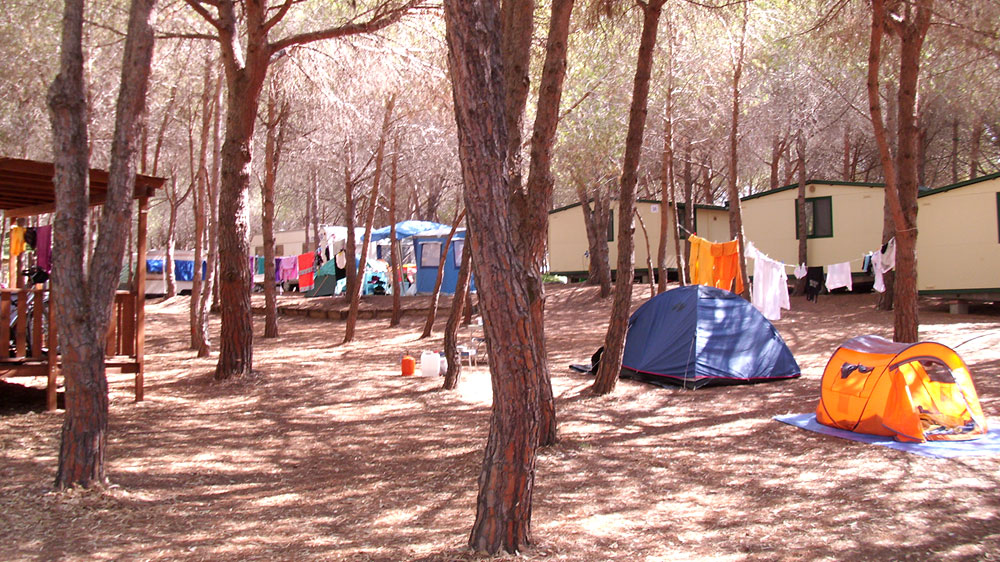 foto tenda in pineta